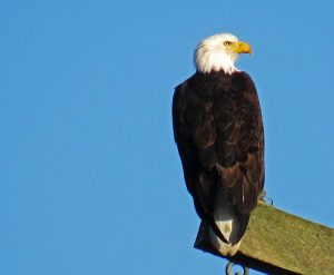 Bald Eagle, Linn County Ore