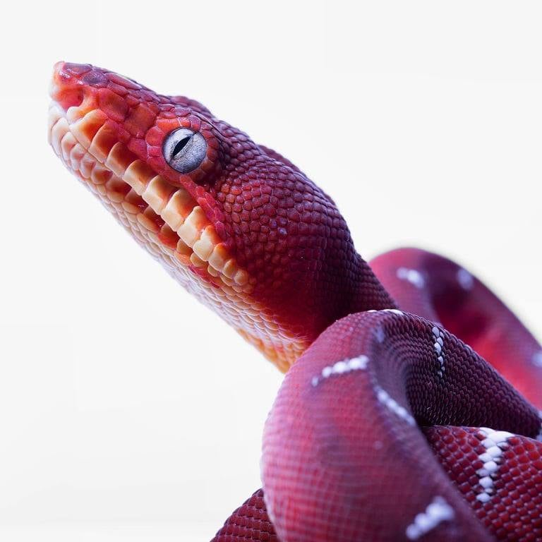 Photo of red snake.
