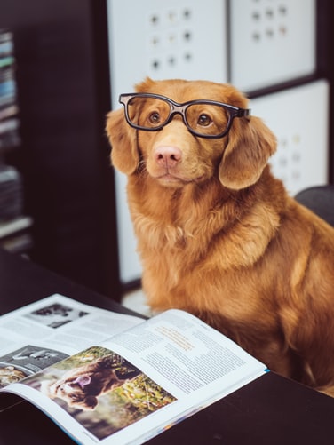 Photo dog with book.