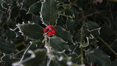 Close up photo of holly leaves with red berries.