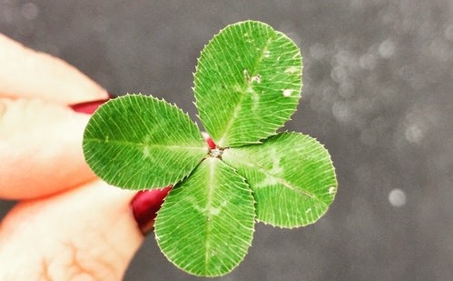Photo of 4 leaf clover.