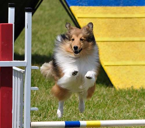 Photo of dog jumping fence.