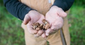 Image of a pair of man's hands with dirt on them holding out a handful of Oregon wild truffles