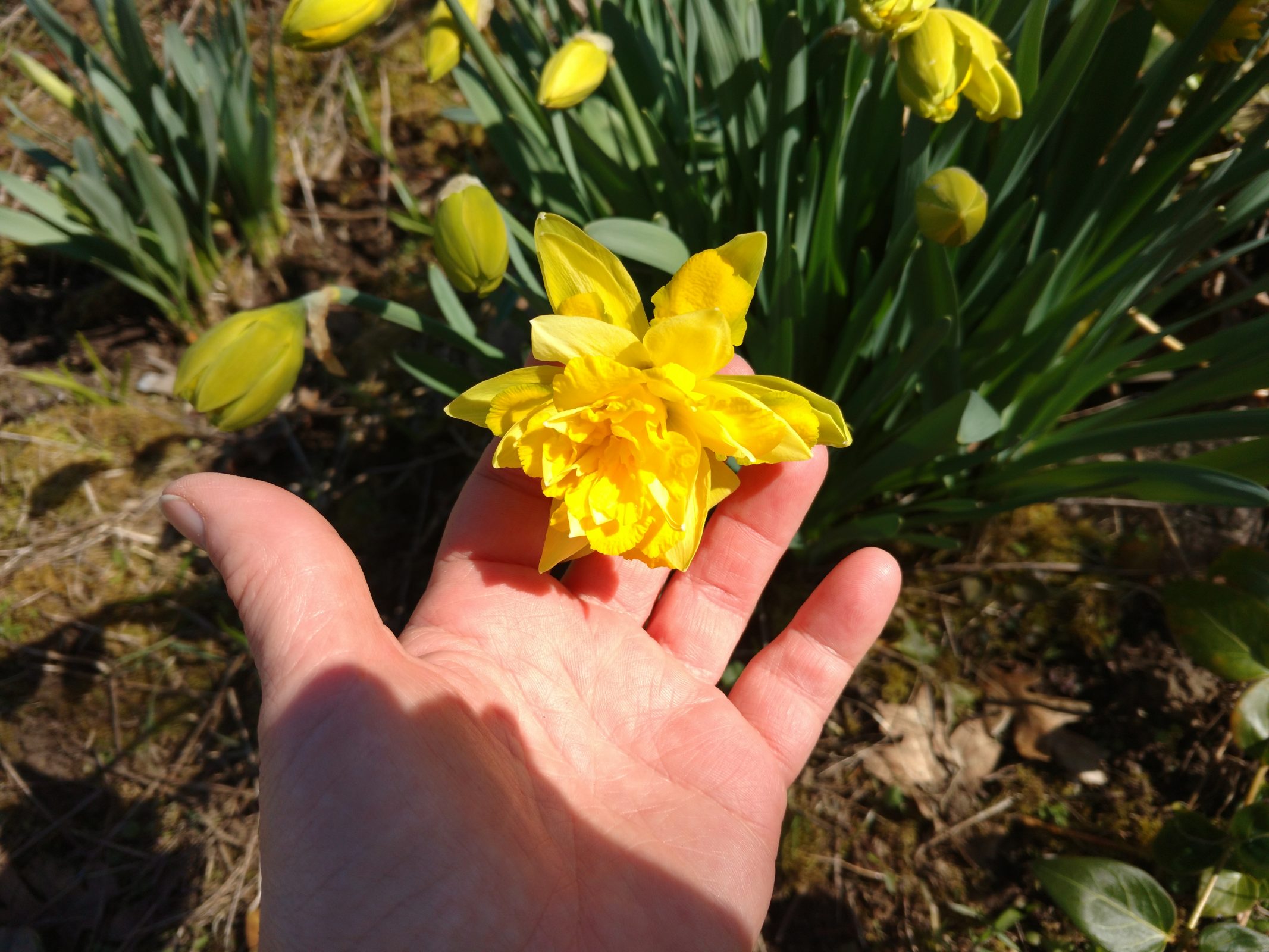 Photo of daffodil.