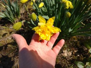Oregon Daffodil Society Show @ Albany Library   | Albany | Oregon | United States