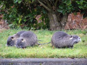 Photo of three rodents called nutria on a grassy parcel of land