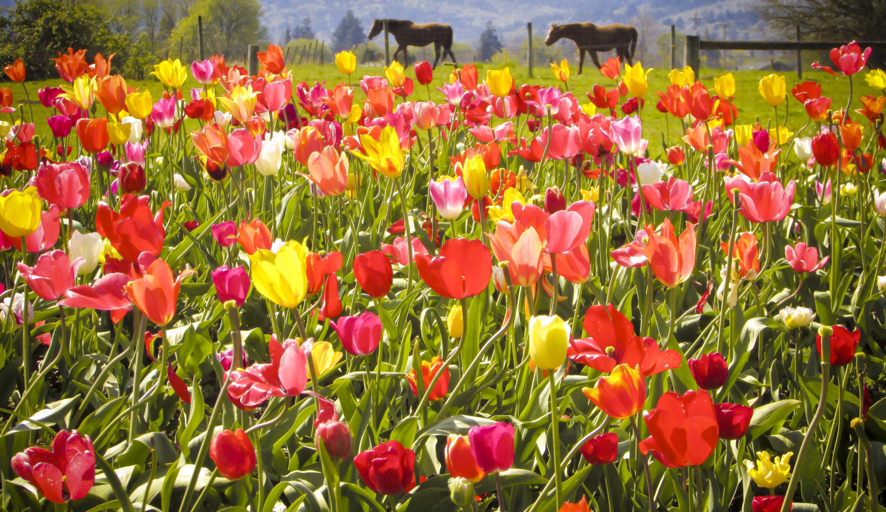 Photo of tulips blooming in a field and horses in the distance, by photographer Stephanie Lowe