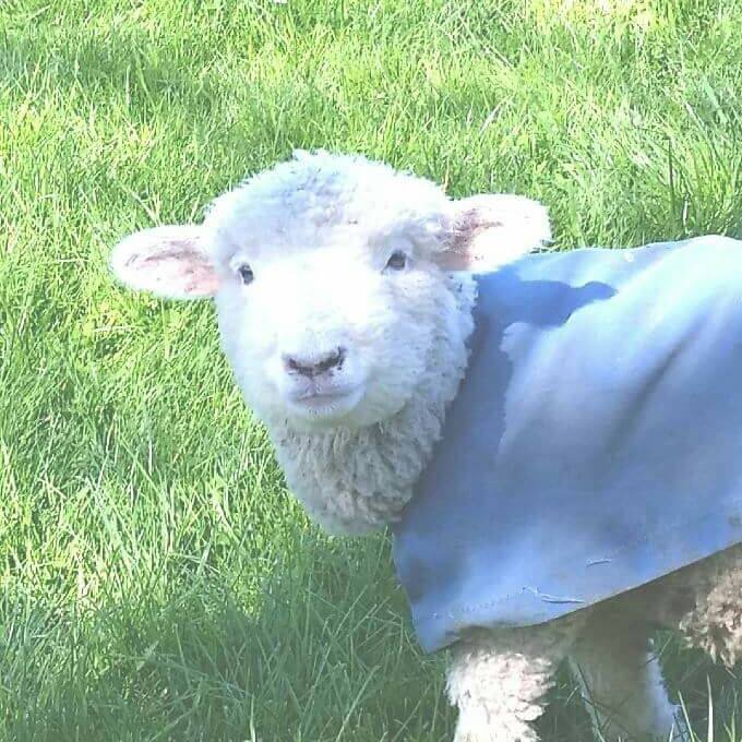 Photo of lamb.