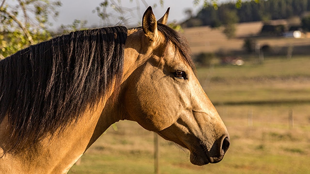 Photo of a horse standing in a filed with buckskin (tan and black) coloration