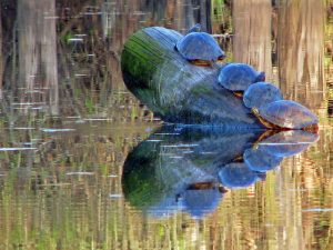 Photo of turtles climbing one on top of another on a log sticking out of the pond at Albany's Talking Water Gardens