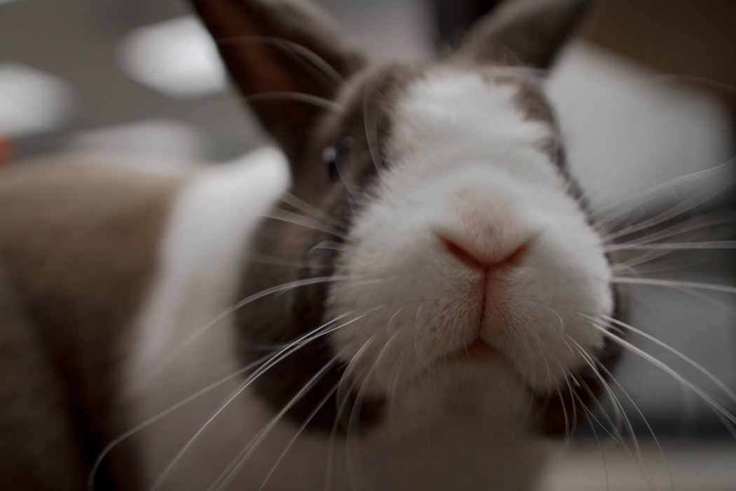 close-up photo of rabbit.