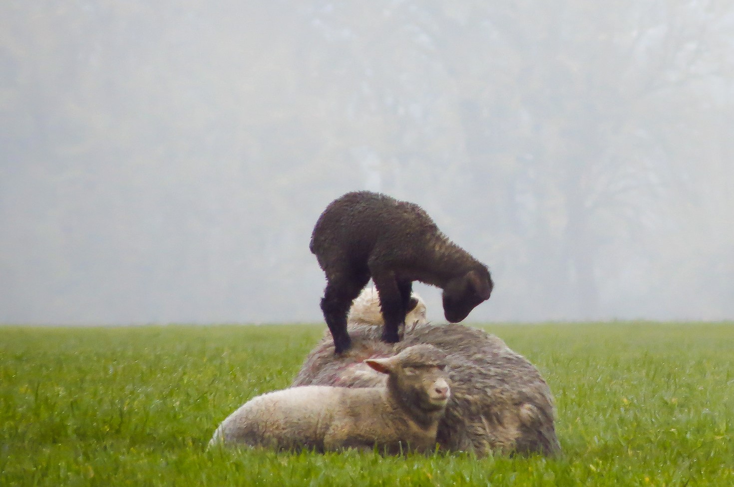 photo of black lamb on top of mother sheep laying in grass