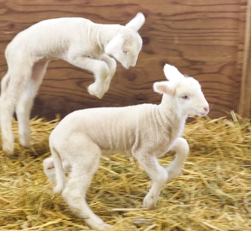 photo of two lambs jumping