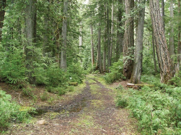 photo of trail in woods