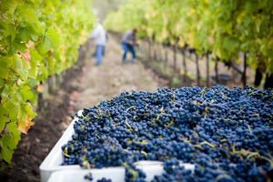 Marks Ridge Winery - Wine & Music @ Marks Ridge Winery | Sweet Home | Oregon | United States