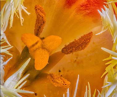 Close up photo of orange flower.