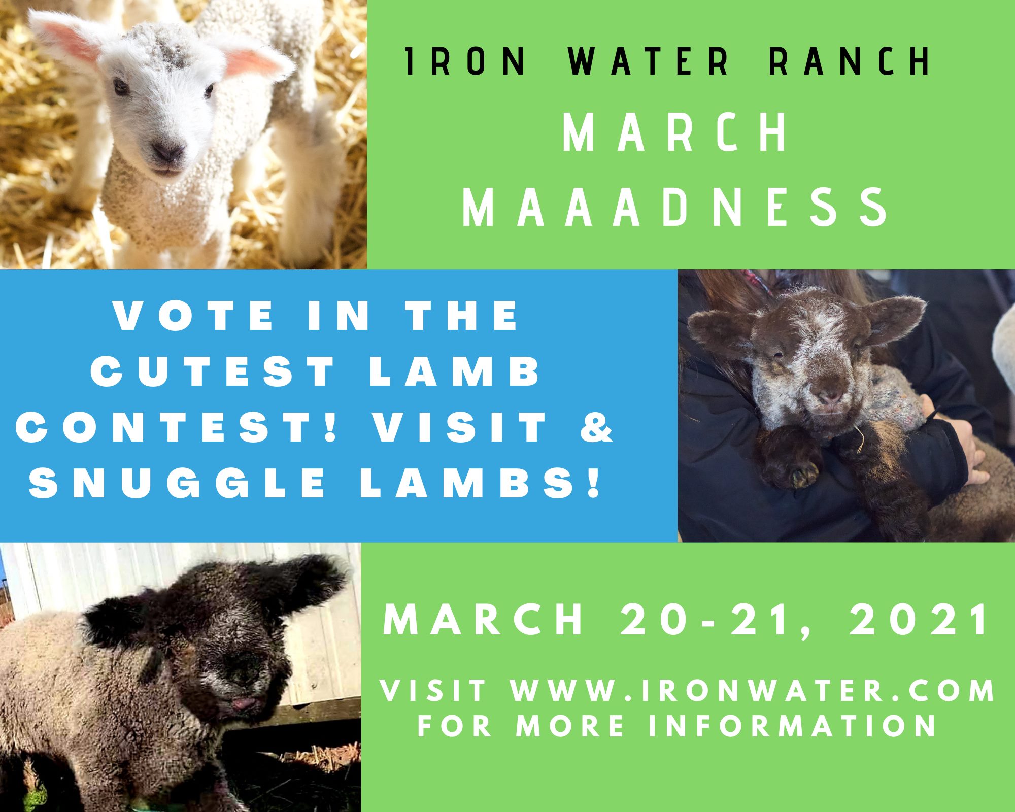 photos of lambs and event information