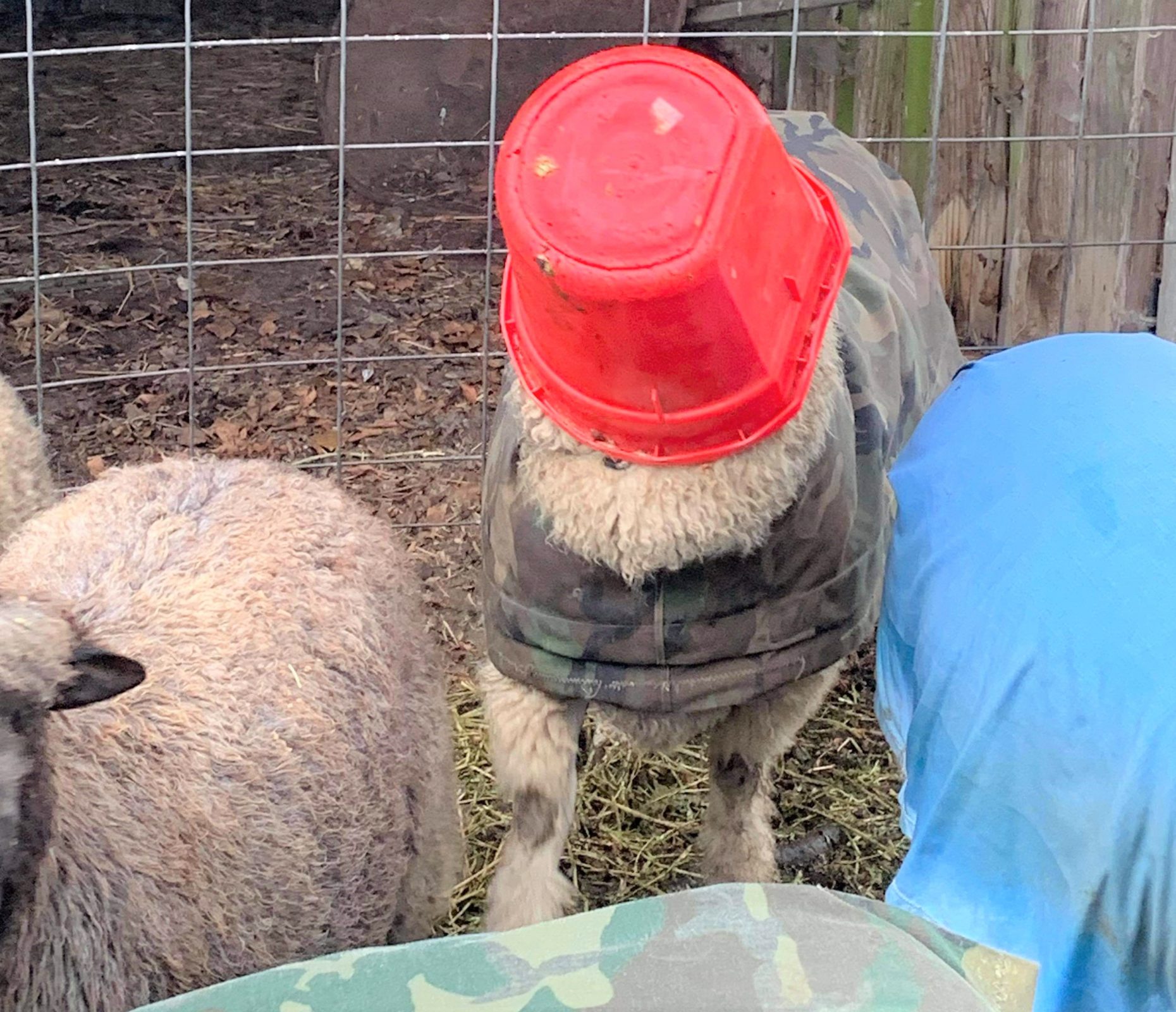 photo of sheep with red bucket covering its head