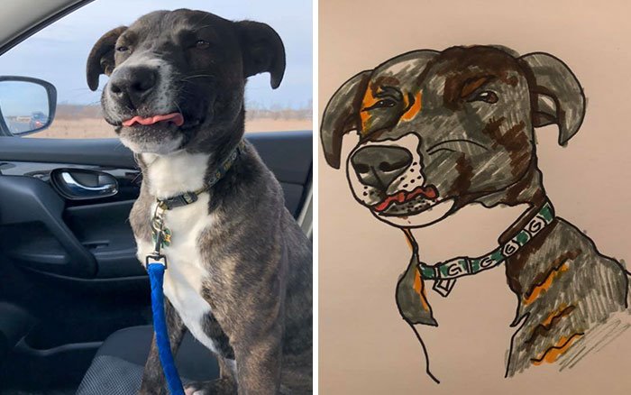 Photo of a dog and illustration of same dog
