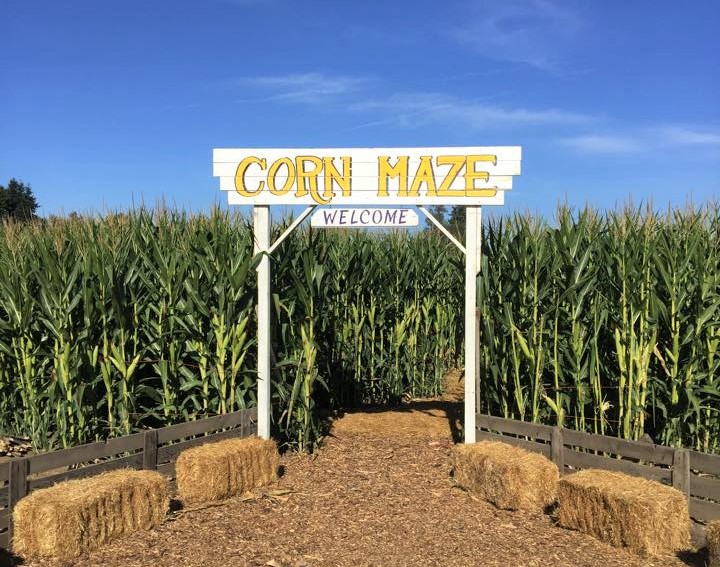 photo of entrance to corn maze