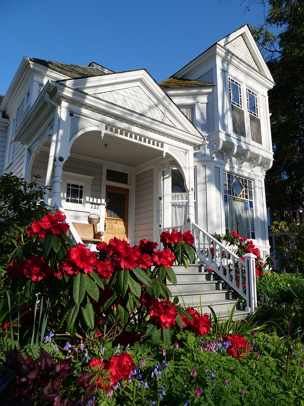 Historic Victorian home with red rhododendron in the foreground
