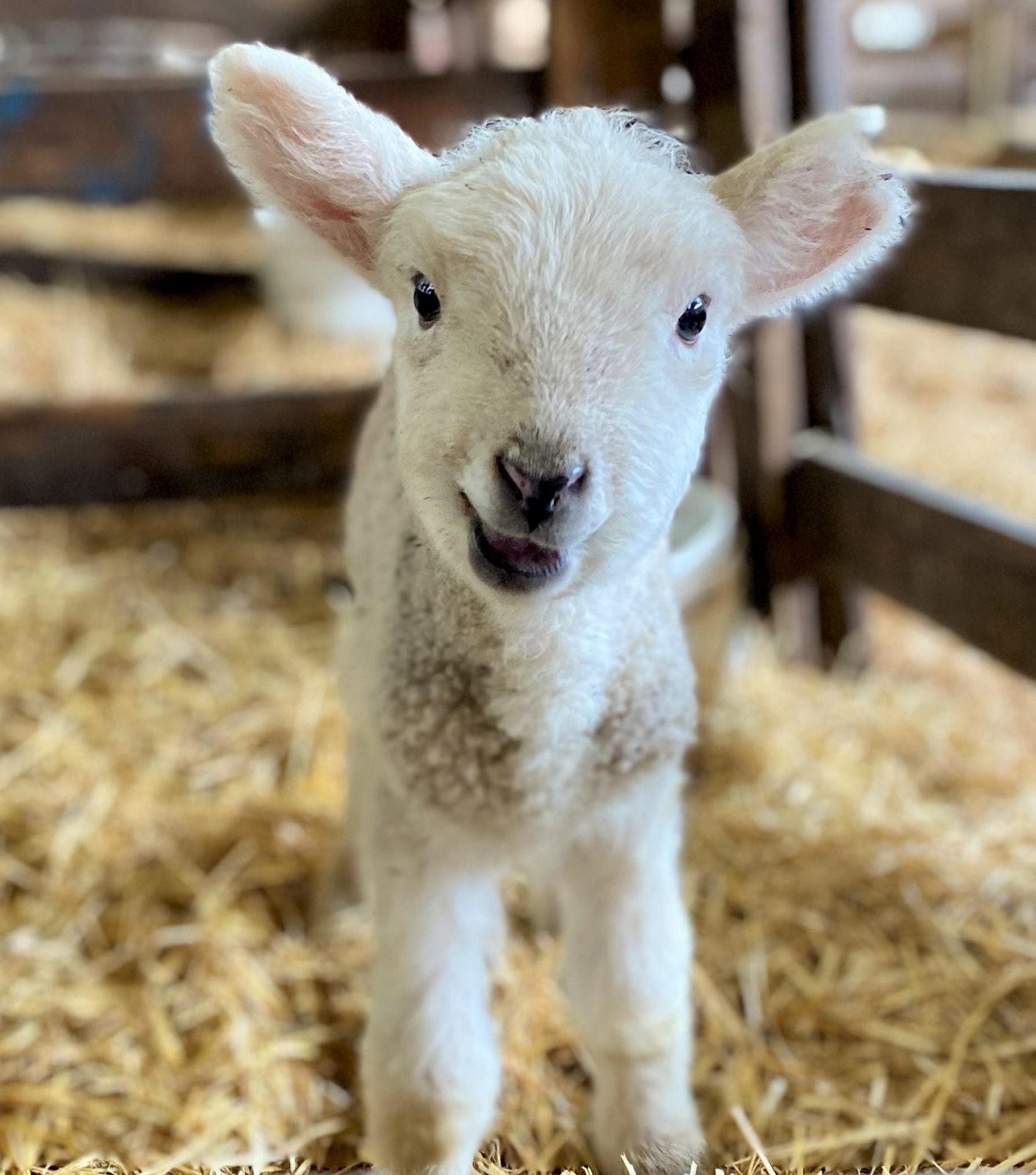 Photo of lamb at Iron Water Ranch, Albany, OR, by Melinda Martin
