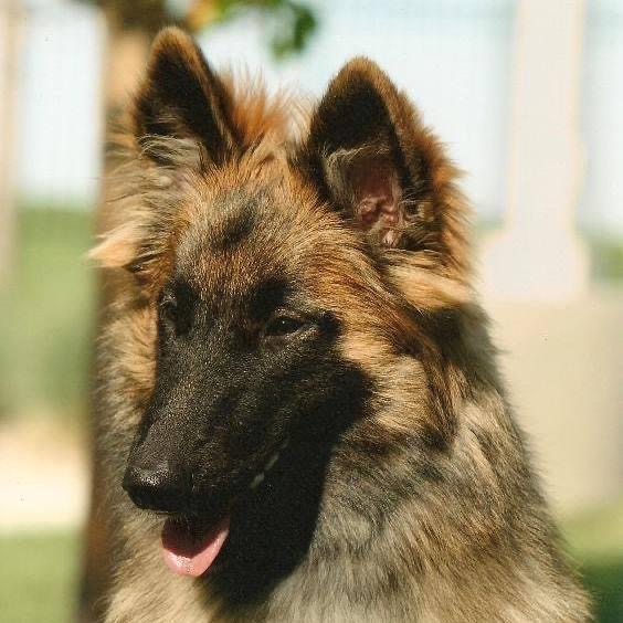 Photo of American Belgian Tervuren dog