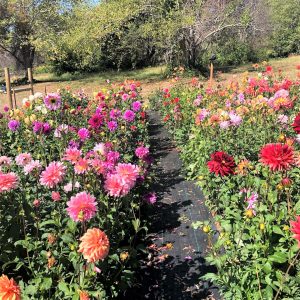 Summer Concert Series @ County Line Flowers | Harrisburg | Oregon | United States