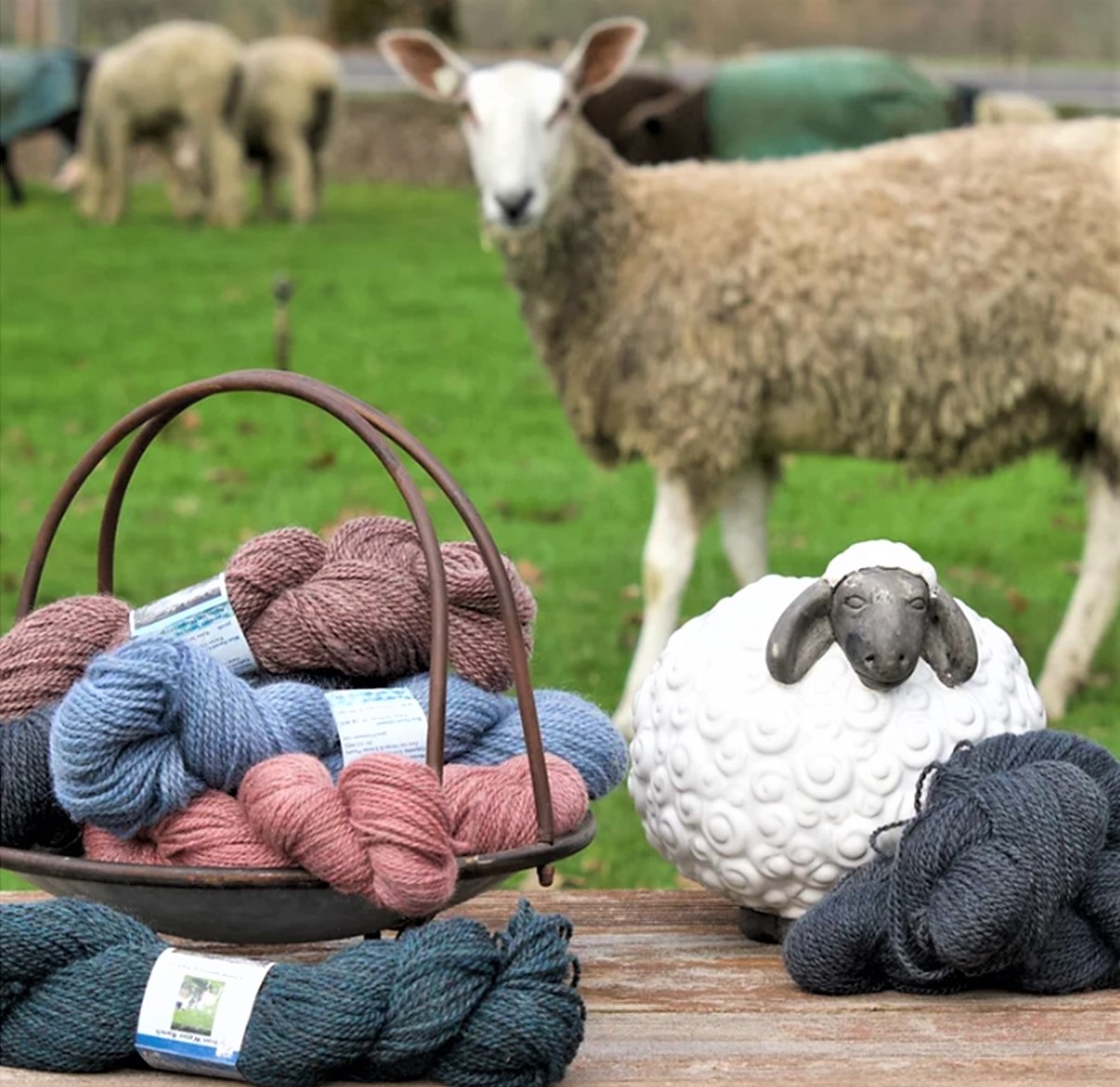 photo of yarn and sheep