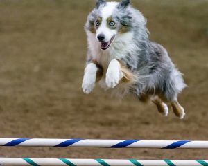 Chintimini Kennel Club All Breed Dog Show @ Linn County Expo Center | Albany | Oregon | United States