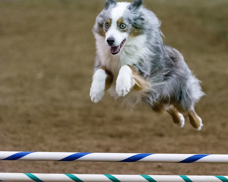 Dog in the air jumping over a hurdle