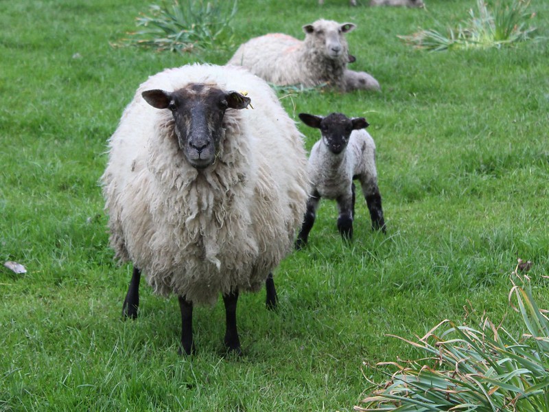 Fluffy sheep with black face standing by her lamb