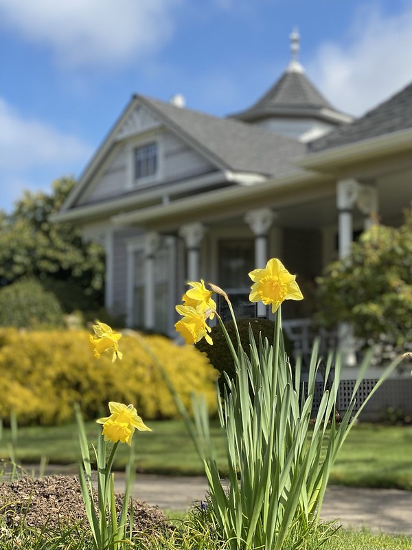 photo historic home and daffodils in Albany, OR by Melinda Martin