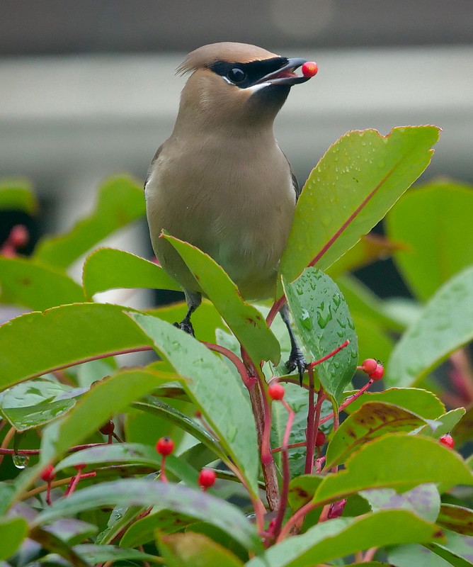 Cedar Waxwing Takes on a Photinia Berry by Camron Settlemier