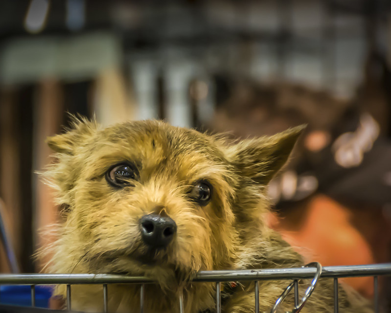 little dog looking back from a shopping cart