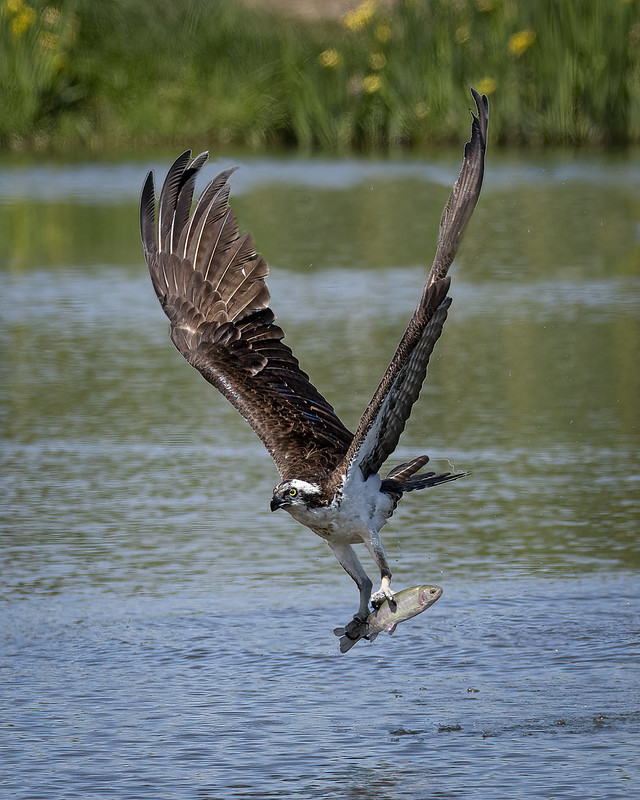 Osprey swooping over a lake with a fish in its tallons