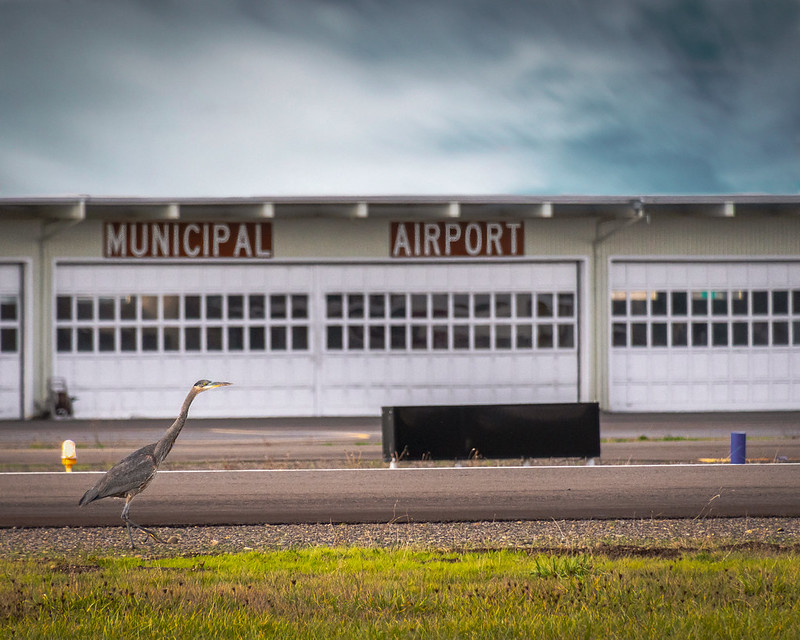Albany Municipal Airport with a grey heron walking on the runway