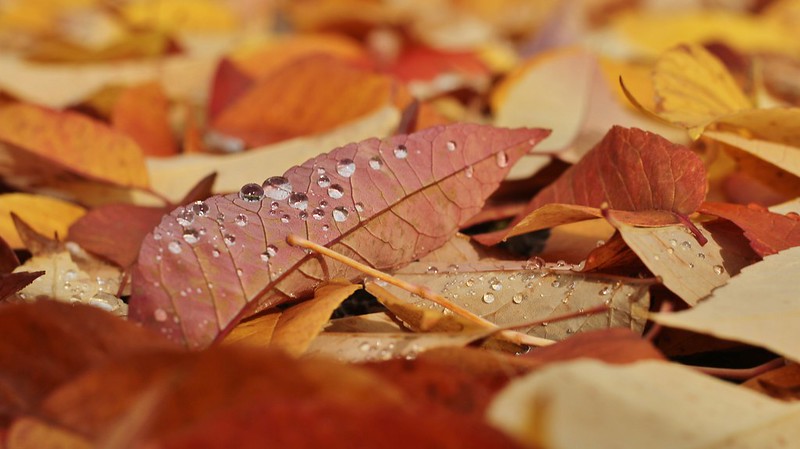 Fall leaves covered in dew
