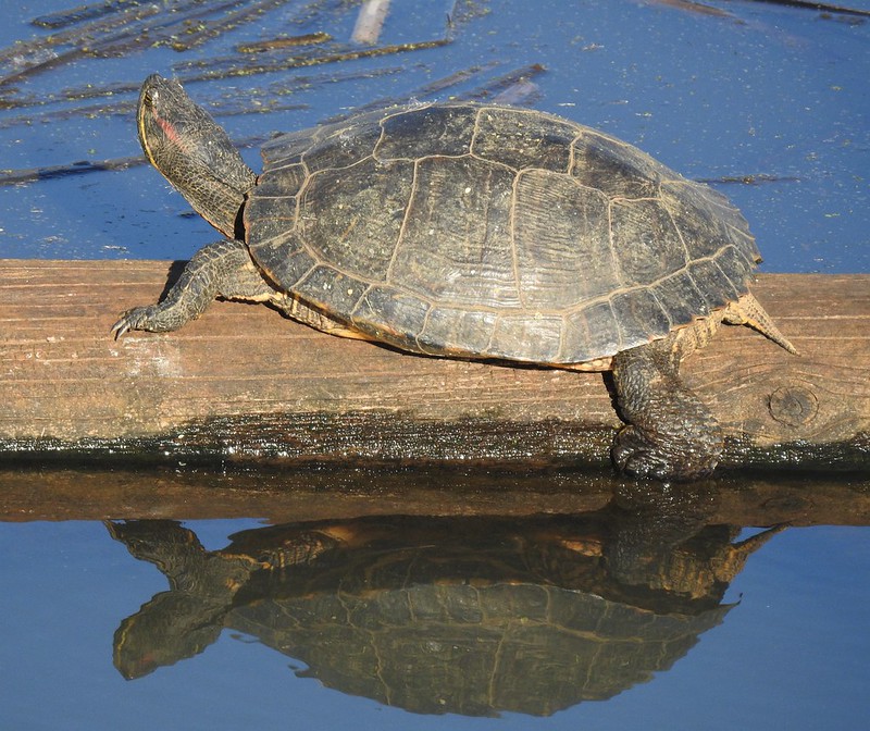 turtle on a log in the water