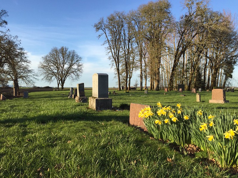 a line of headstones and daffodils