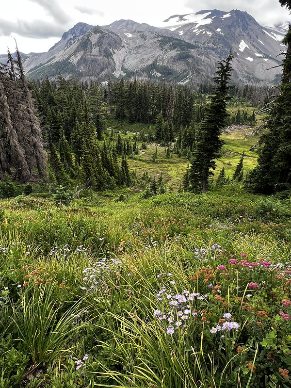 a meadow with wildflowers with a mountain range in the background