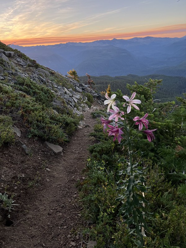 Pink and white flowers on the side of a dirt path with mountain range behind